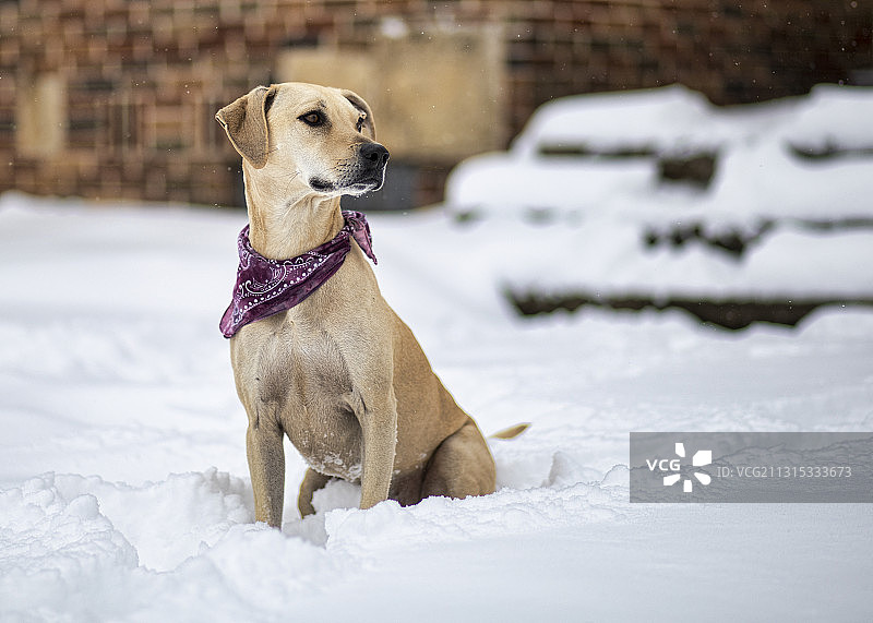 坐在雪地上的寻回犬 портрет，美国俄亥俄州阿克伦图片素材