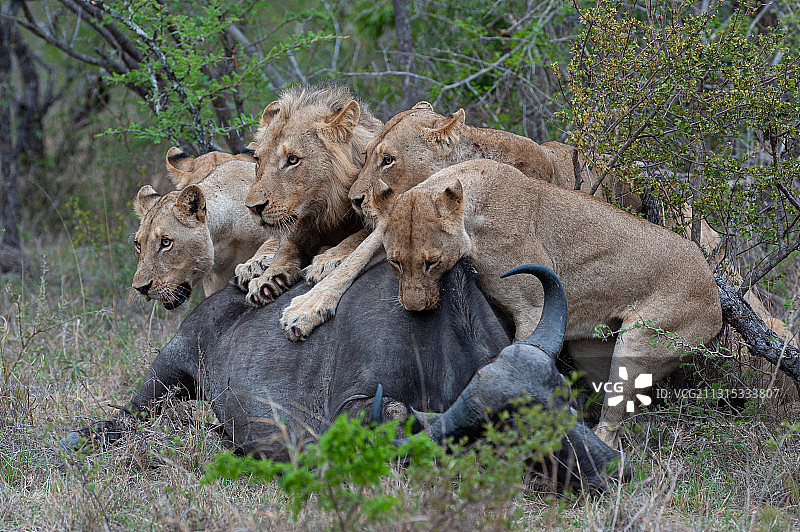 休息中的母狮，南非阿沃卡路图片素材