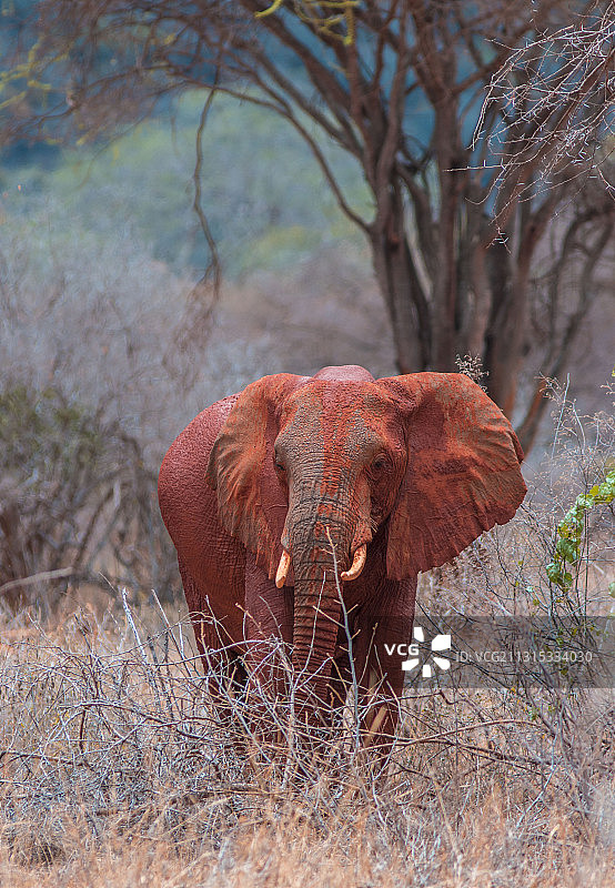 非洲肯尼亚察沃西国家公园的小象侧视图图片素材