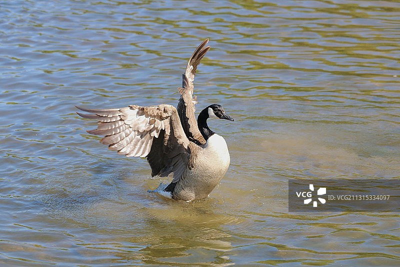 美国蒙大拿州独立城湖面上飞翔的灰色苍鹭特写图片素材