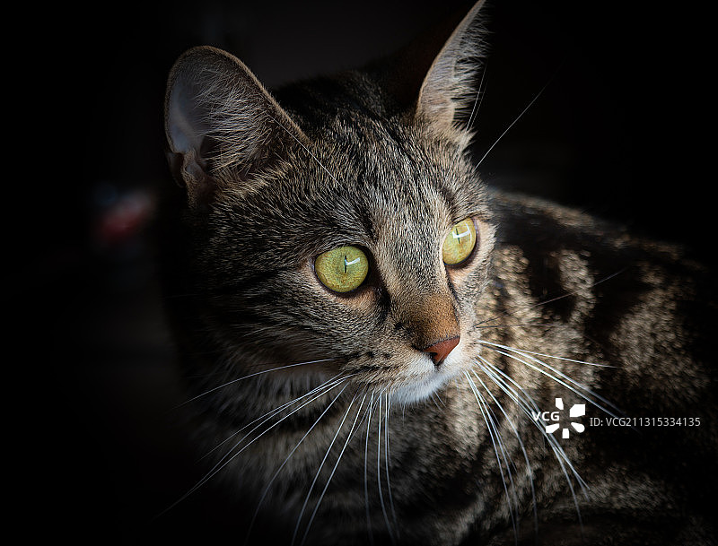 猫的特写肖像图片素材