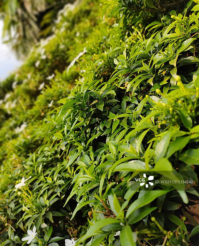 新鲜绿色植物特写图片素材