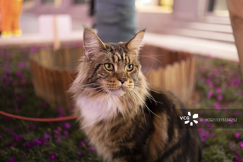 猫的特写肖像图片素材