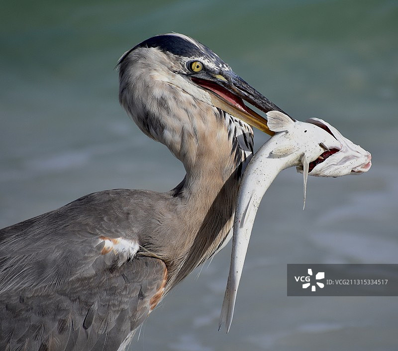 美国佛罗里达州灰鹭特写图片素材