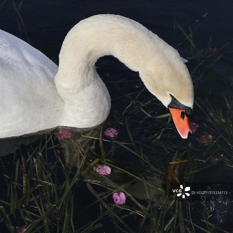 意大利巴多利诺湖中天鹅高角度景观图片素材