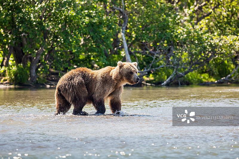俄罗斯湖中行走的棕色灰熊科迪亚克棕熊侧面照图片素材