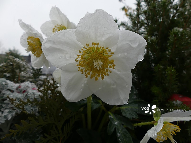 德国罗伊特林根的白色植物特写图片素材