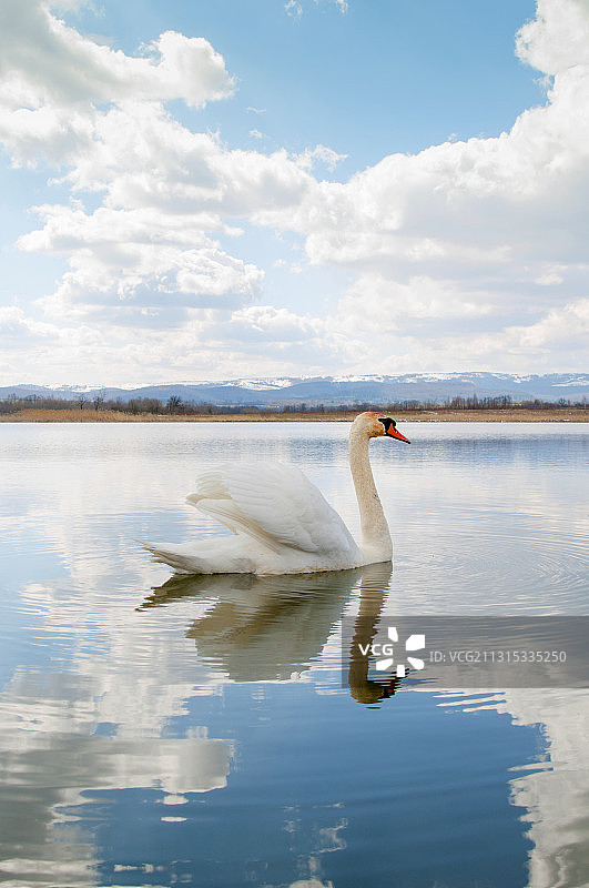 一只白色高贵的天鹅漂浮在水波前图片素材