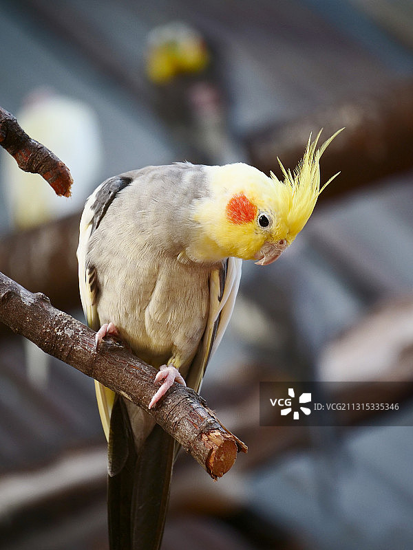 鹦鹉栖息在树枝上的特写图片素材