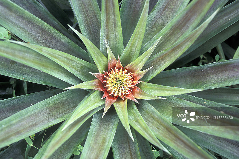 植物的完整画面图片素材