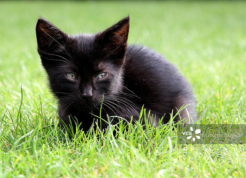 草地上黑猫的特写图片素材
