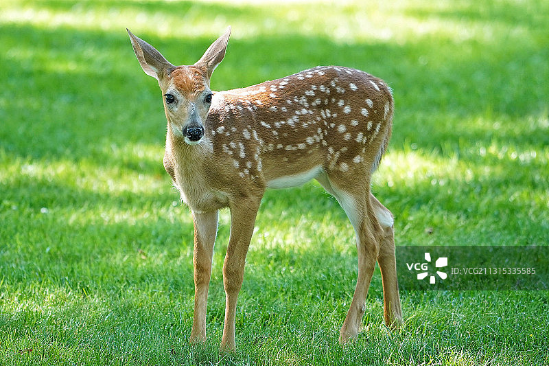 鹿站在田野上的肖像图片素材