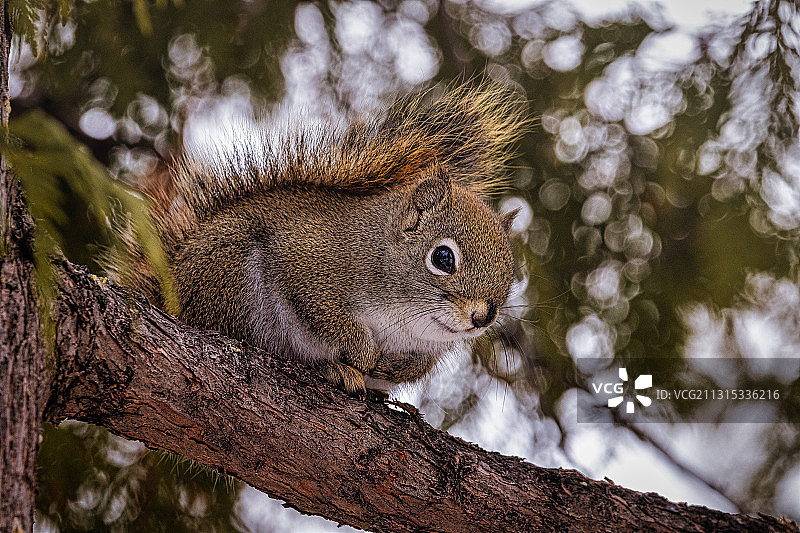 加拿大马尼托巴省温尼伯市树上的松鼠仰视图片素材
