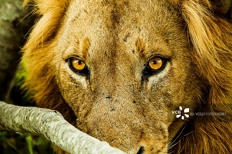 南非克鲁格国家公园狮子特写肖像图片素材