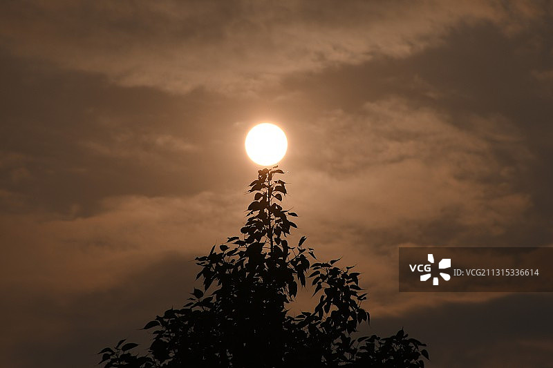 日落时分加尔各答的树木剪影图片素材