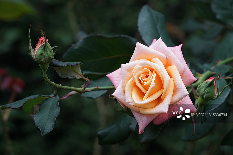 中国台湾玫瑰植株特写图片素材