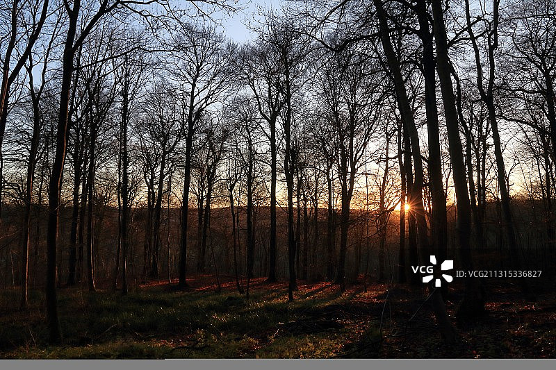 英国格洛斯特巴克霍尔特伍德的日落森林树木图片素材
