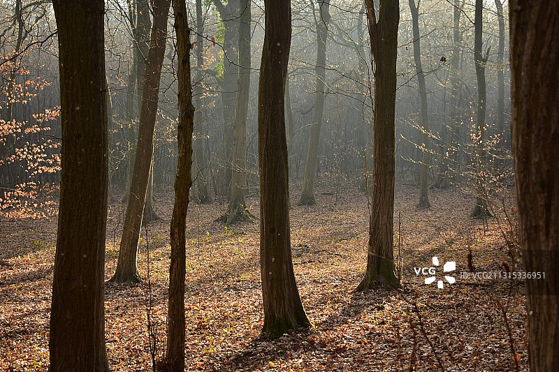 秋天在森林中的树木图片素材