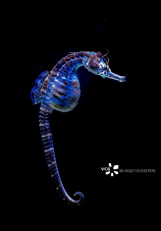 水族箱中游泳的咸水热带海马特写图片素材