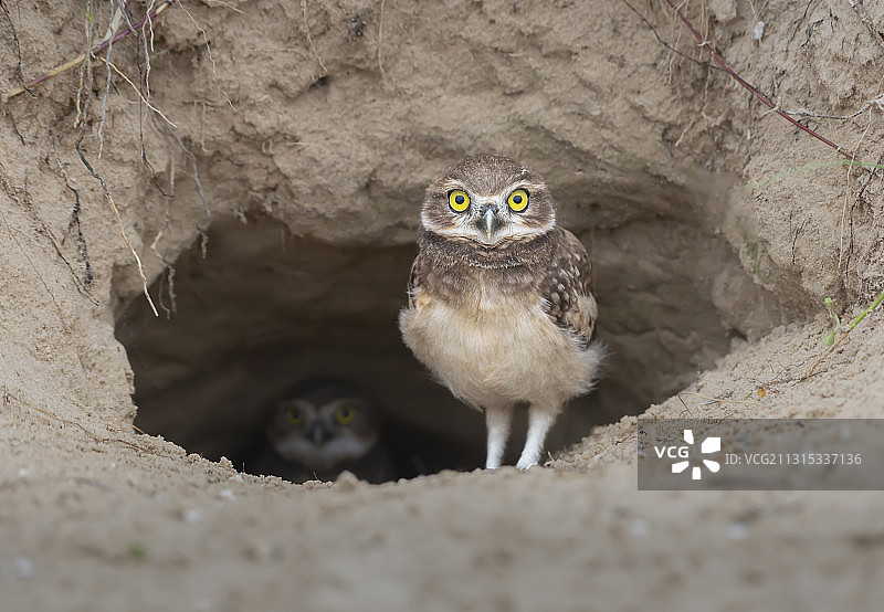 巴西圣卡塔琳娜州，穴居雕鸮在洞穴中的肖像图片素材
