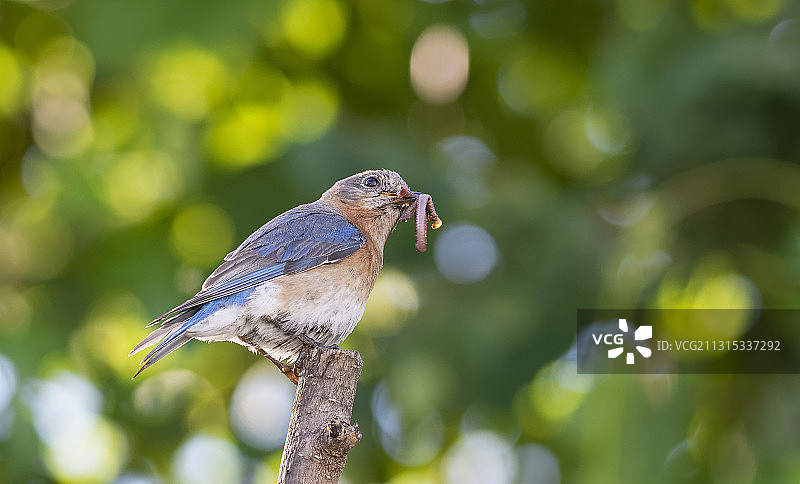 鸣鸟栖息在树枝上特写，高岭，密苏里州，美国图片素材