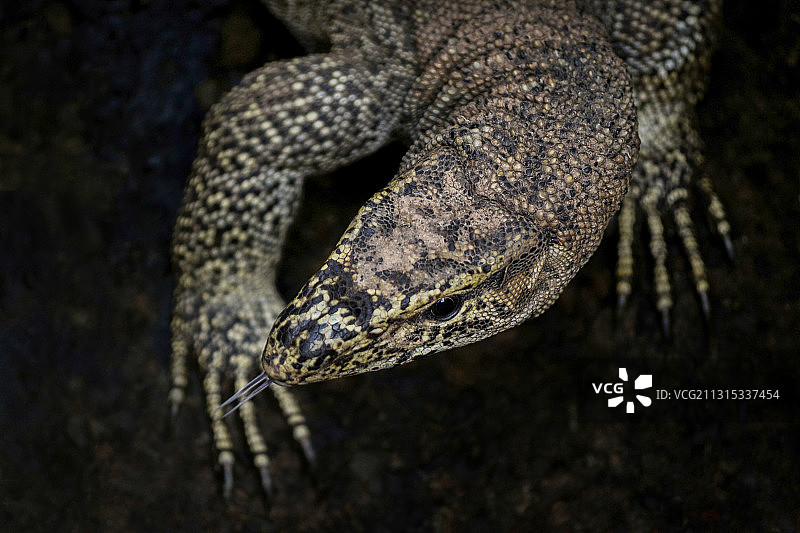 树上蜥蜴特写图片素材