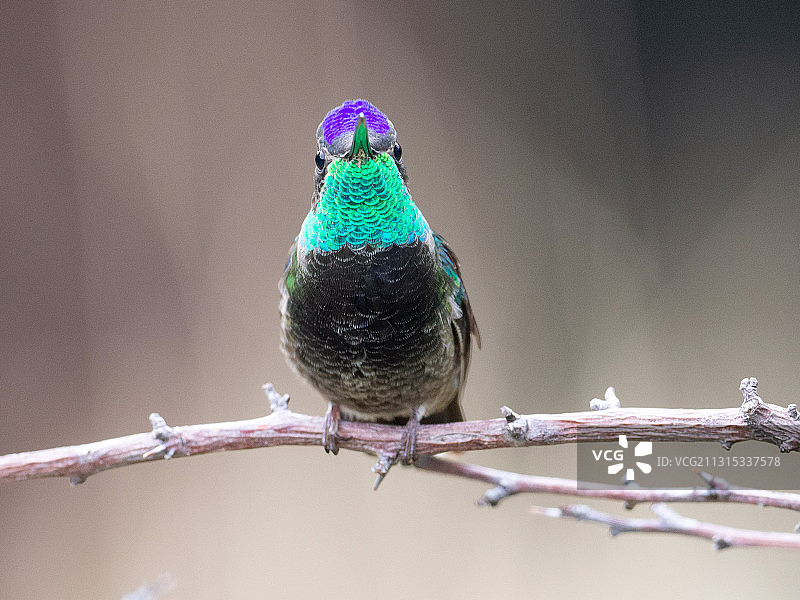 蜂鸟栖息在树枝上的特写镜头图片素材