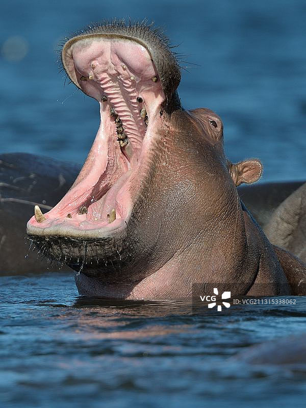 海豹在海中游泳的特写图片素材