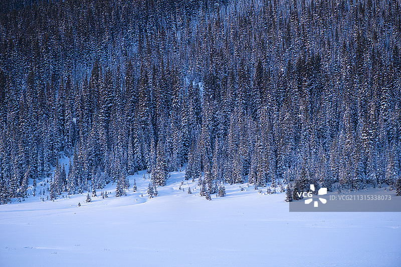 加拿大鲨鱼山路雪地树木景观图片素材