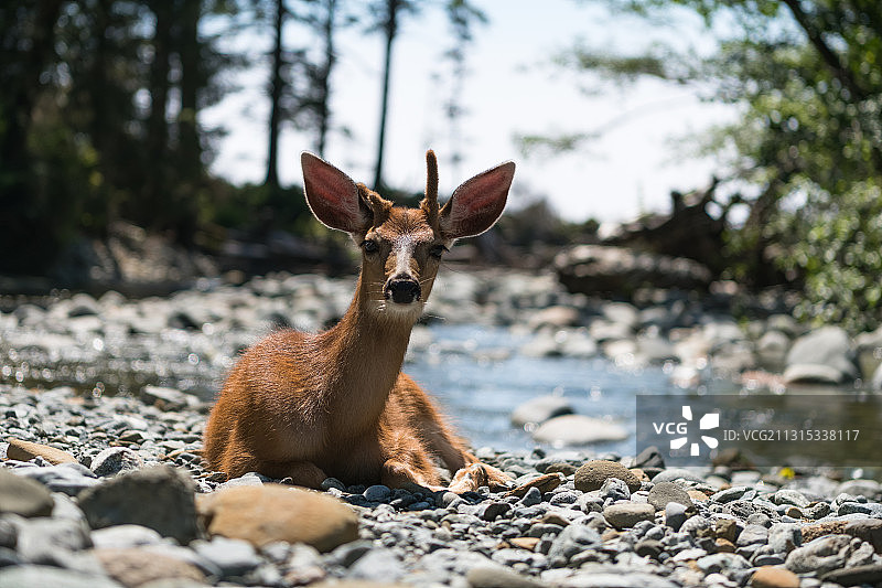 坐在森林岩石上的白尾鹿肖像，加拿大不列颠哥伦比亚省图片素材