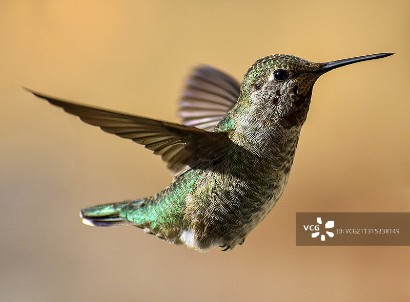 蜂鸟户外飞行特写图片素材