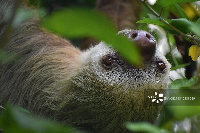 树上的考拉特写，哥斯达黎加塔拉曼卡图片素材