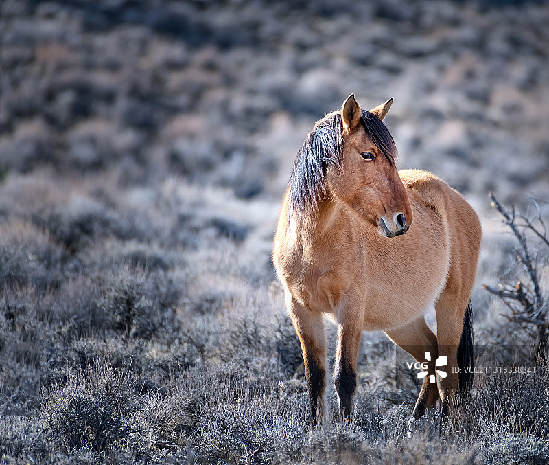 野马 standing on field,Dayton,Nevada,United States,USA肖像图片素材