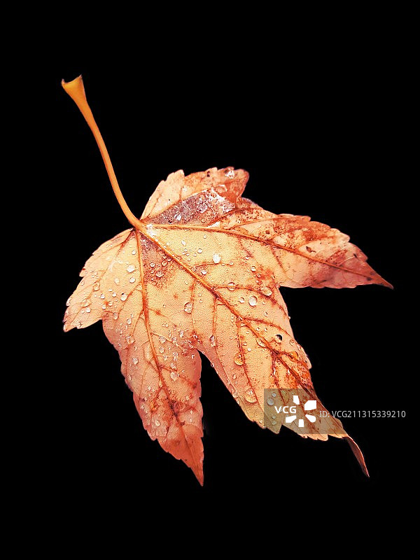 黑色背景下的干枫叶特写图片素材