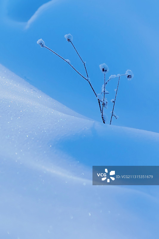 细而韧图片素材
