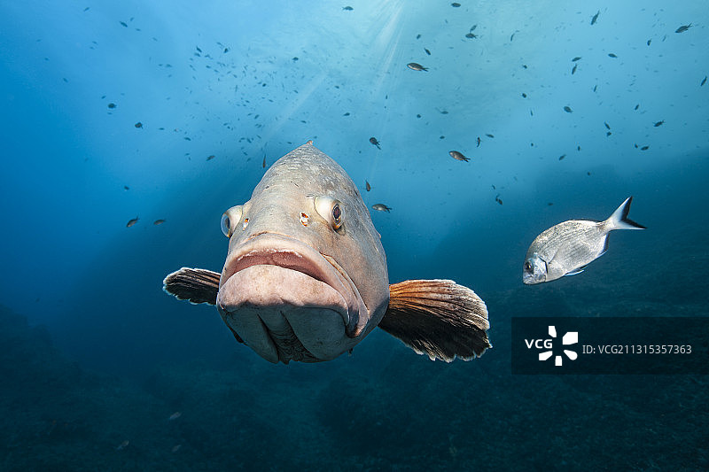 西班牙地中海梅德斯群岛的暗色石斑鱼图片素材