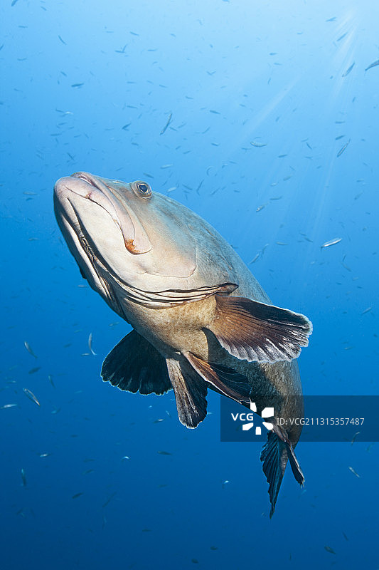 西班牙地中海梅德斯群岛的暗色石斑鱼图片素材