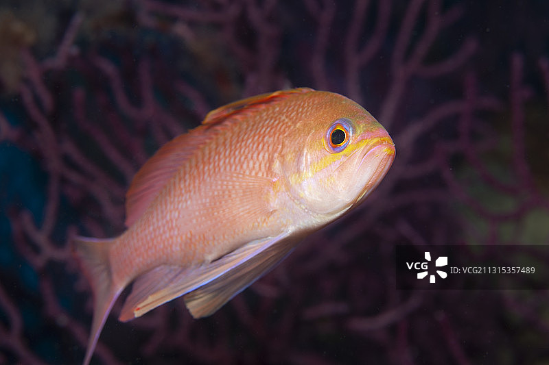 地中海金花鲈图片素材