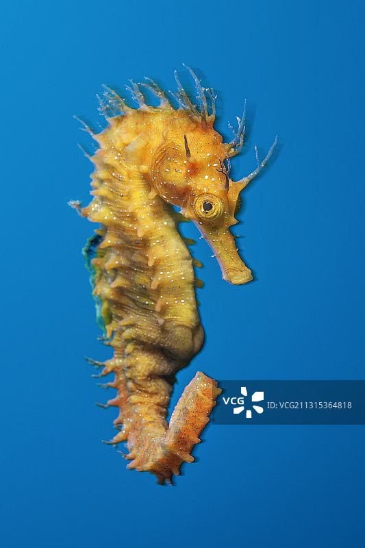 西班牙地中海塔马里乌的长吻海马肖像图片素材