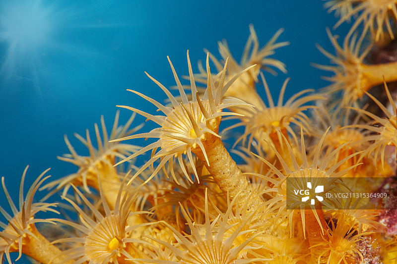 地中海布拉瓦海岸的黄色簇海葵图片素材
