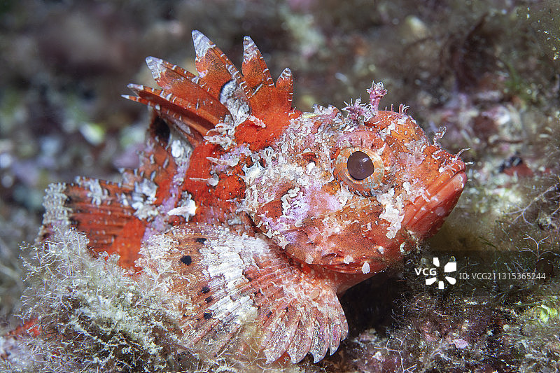 西班牙地中海小红蝎子鱼图片素材