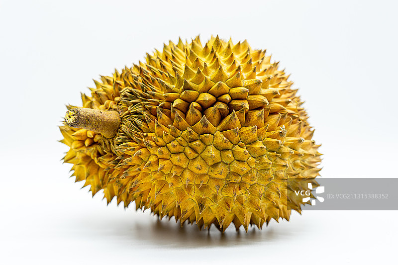 白色背景下的一个榴莲图片素材