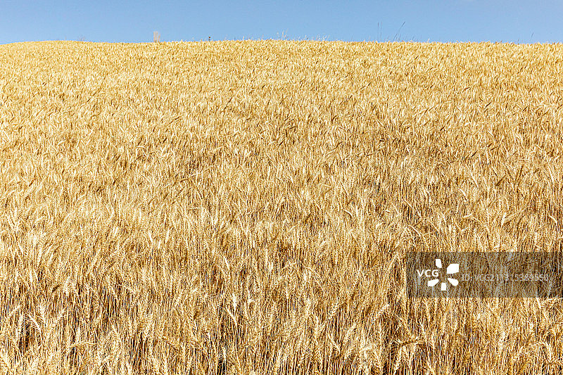 新疆昌吉，奇台县，江布拉克，麦田收获图片素材