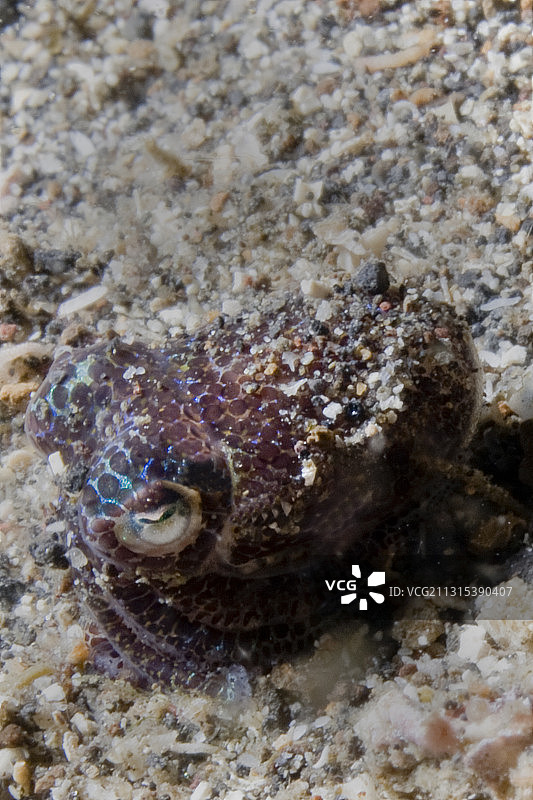 贝里斯短尾鱿鱼夜间出现图片素材