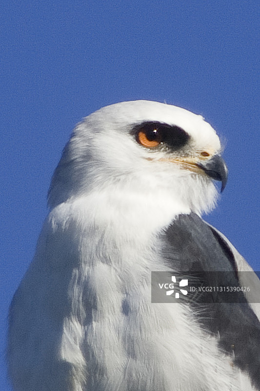 白尾鸢特写图片素材