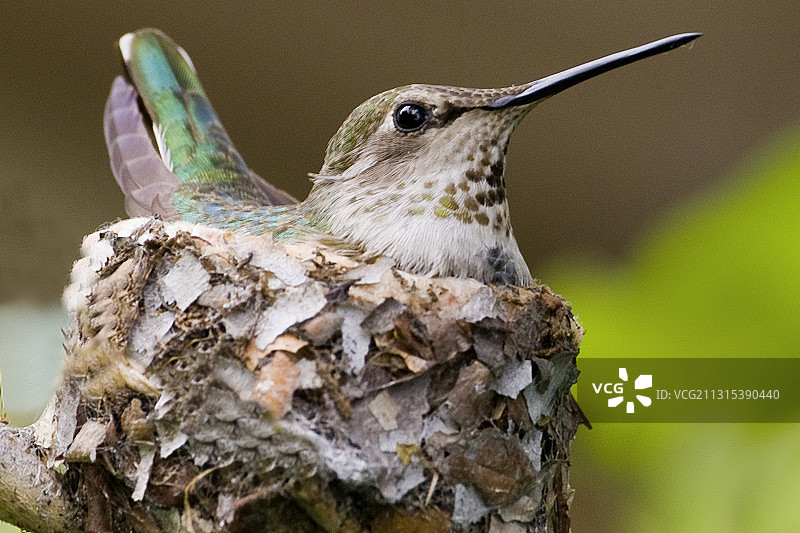 雌性安娜蜂鸟坐在巢中图片素材