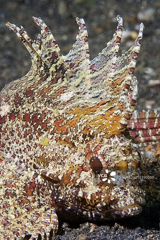 长棘毒鲉特写图片素材