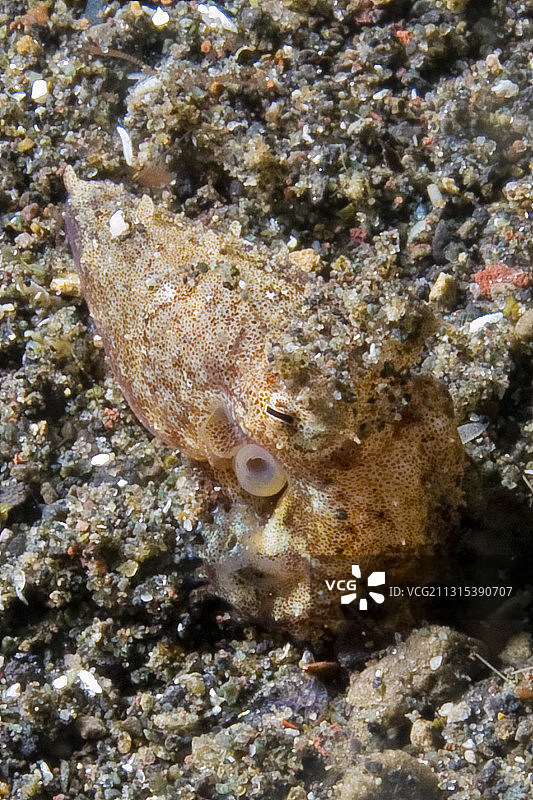 贝里斯短尾鱿鱼夜间出现图片素材