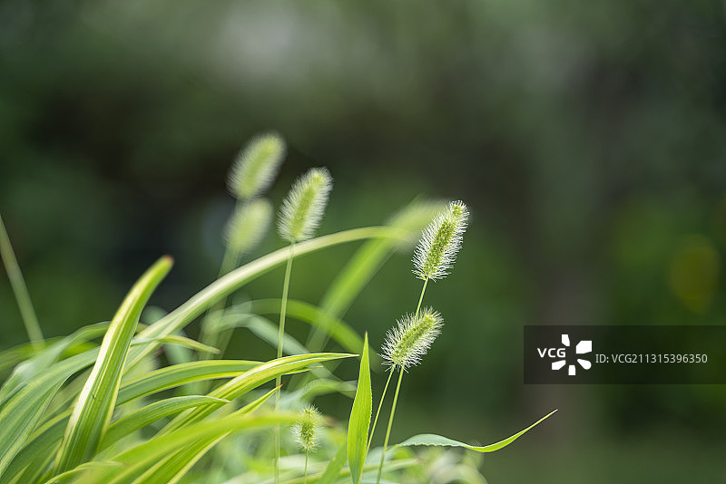 狗尾巴草图片素材