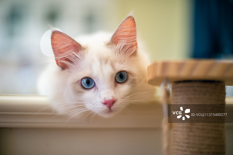 布偶猫图片素材